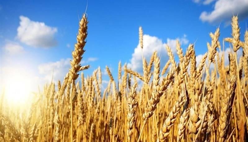 پیش بینی تولید 13.5 میلیون تن گندم در سال جاری