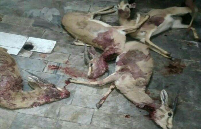 شکارچیان غیرمجاز در منطقه راور دستگیر شدند