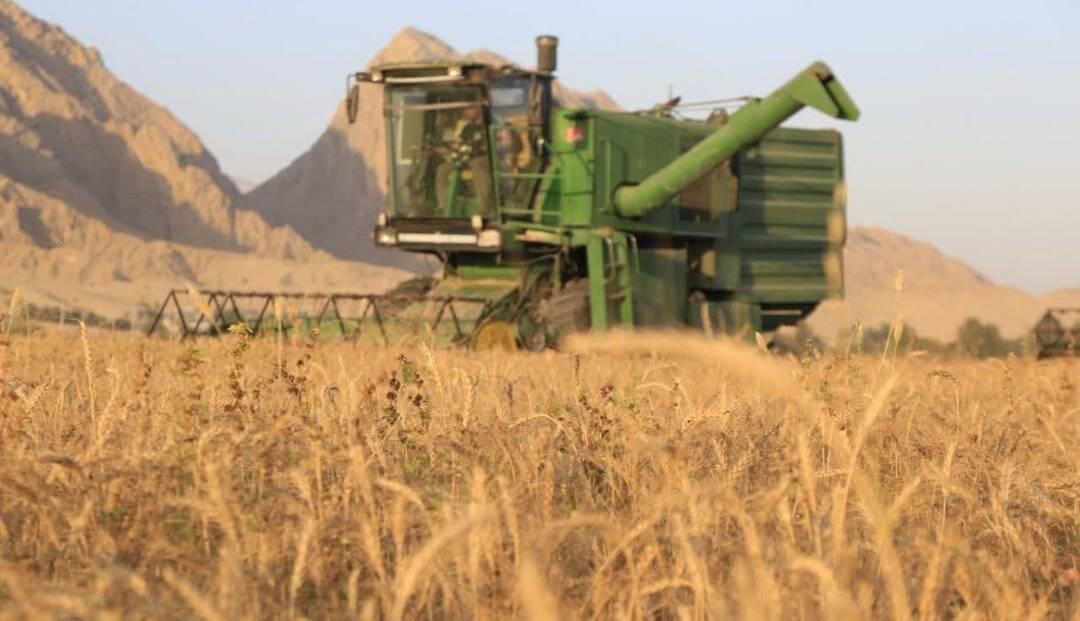 پیش‌بینی افزایش برداشت 20 درصدی گندم در گیلانغرب