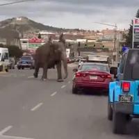 فرار کردن یک فیل از سیرک در آمریکا