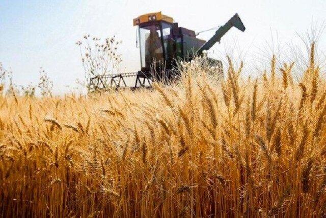 خرید تضمینی 21 هزار تن گندم توسط شبکه تعاون روستایی فارس