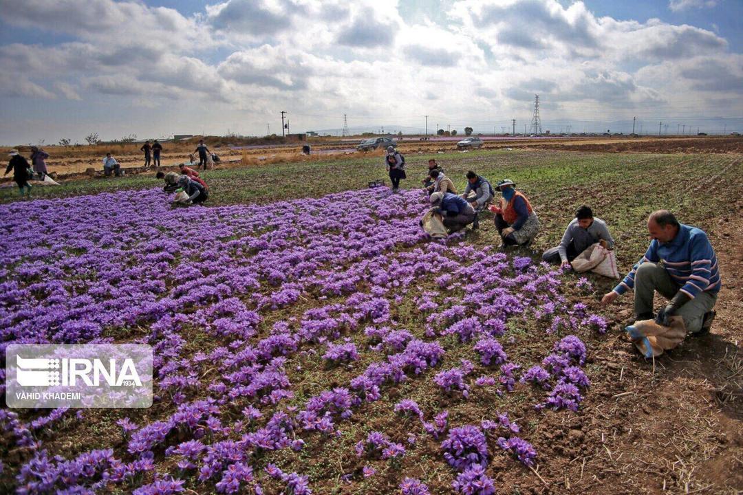 مزارع کشت گیاهان دارویی در اصفهان 700 هکتار افزایش یافت