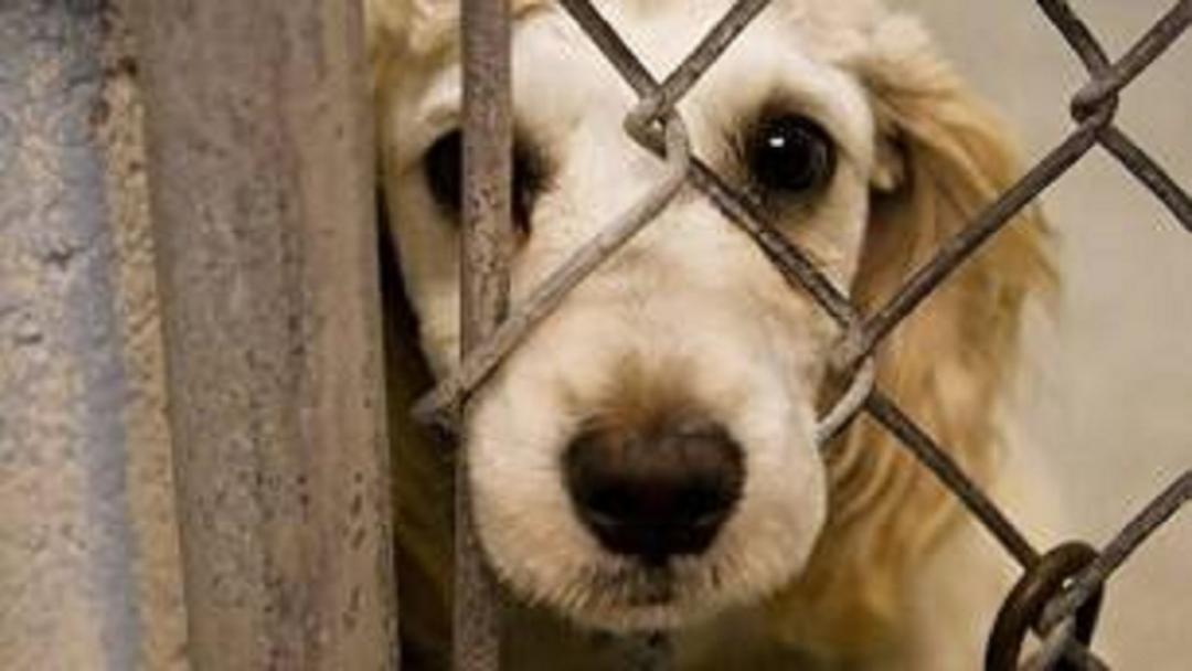 بردن حیوانات خانگی به برخی اماکن عمومی کرمانشاه ممنوع است