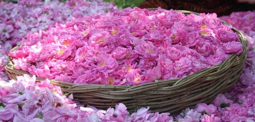 میمند، میزبان جشنواره گل و گلاب