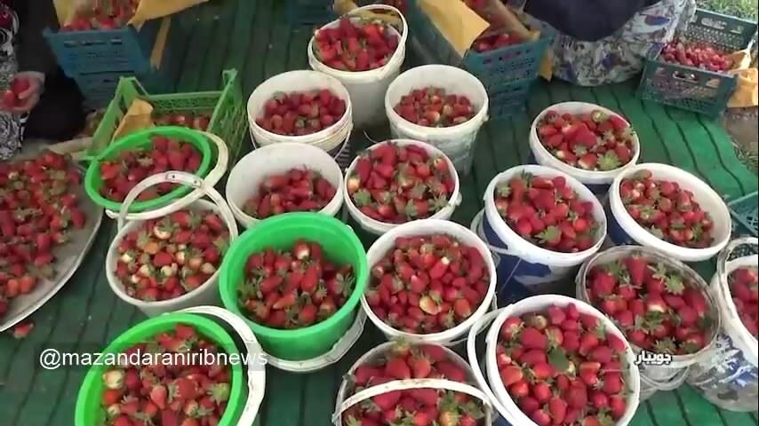 برداشت توت‌فرنگی در مزارع مازندران