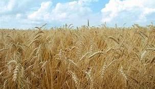 افزایش میانگین تولید گندم در خراسان جنوبی